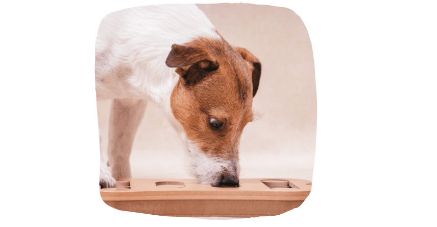 keeping your dog busy finding treats