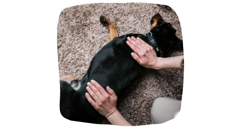 massage your pup