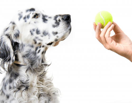8 Effective Ways to Keep Your Dog Busy Indoors