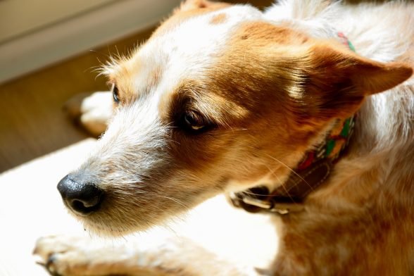 Anxious Dogs: How to keep your dog calm during the fireworks.