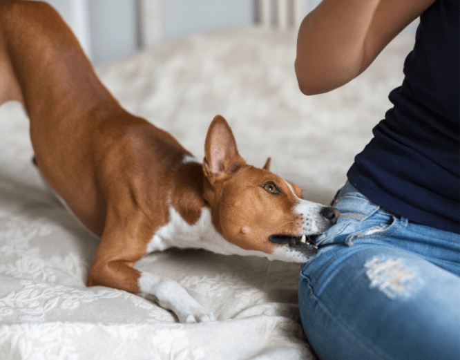 Biting And Nipping How To Train Your Puppy Preloved UK