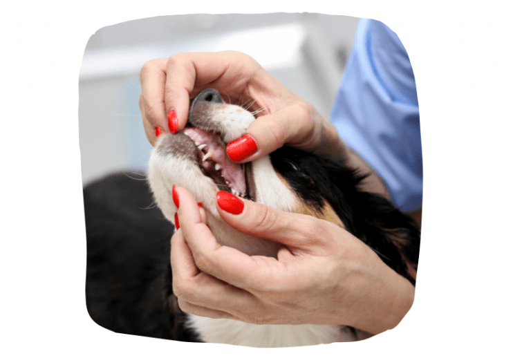 Dental Cleaning And Oral Health For Your Dog - Preloved UK