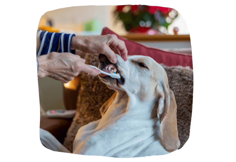 Dental Cleaning And Oral Health For Your Dog - Preloved UK