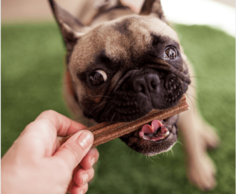 Dental Cleaning And Oral Health For Your Dog