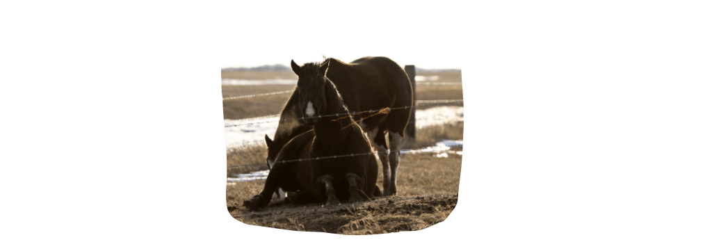 horse pastures during winter