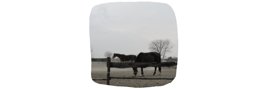 horse pasture in rain