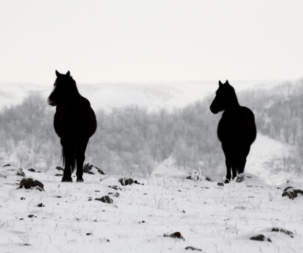 How To Manage Horse Pastures During Winter - Preloved UK