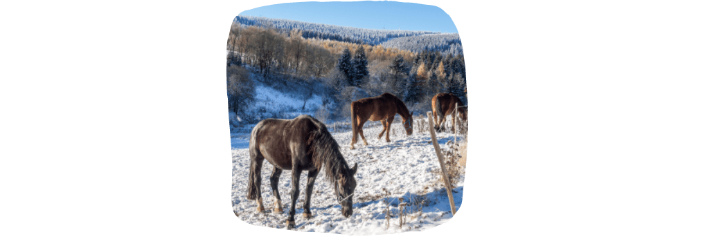 horse pastures during winter