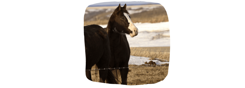 horse pasture in snow