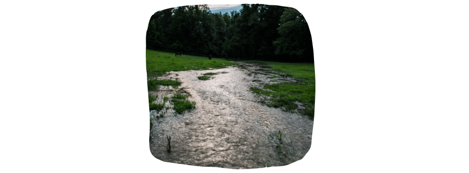 horse pastures in winter