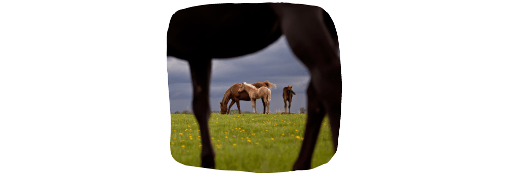 horse pastures in winter and rain