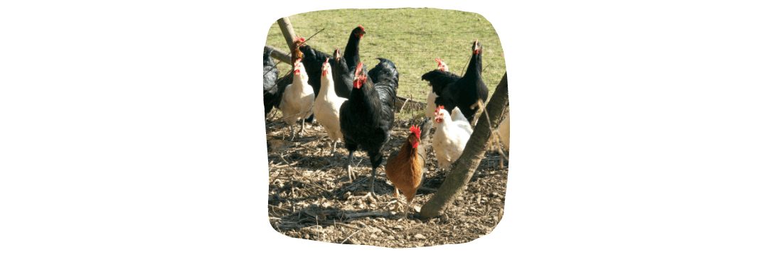captive birds - hens