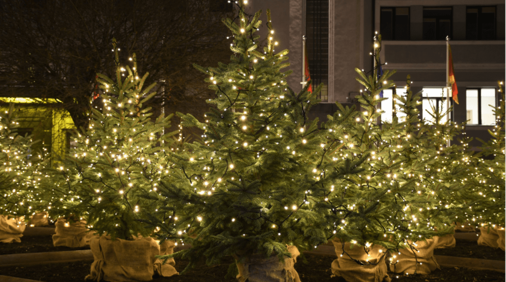 real christmas tree with lights