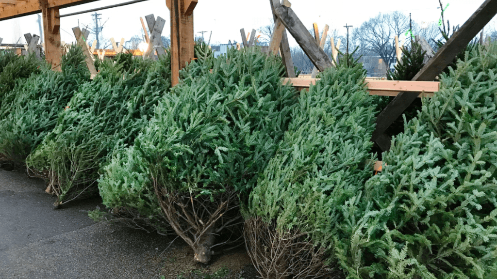 real christmas tree collection