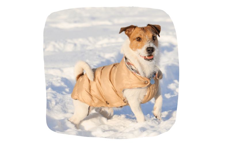 Keep Your Pets Safe During Christmas - Dog waterproof or coat