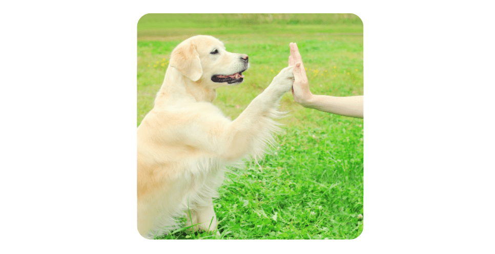 Dog Training Hand Signals with Labrador