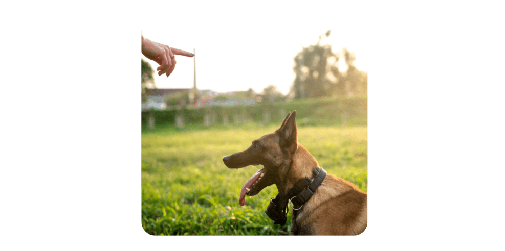 Dog Training Hand Signals - Sit Down Command