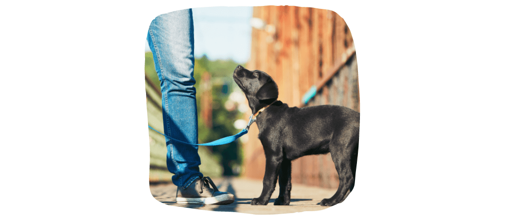 dog with collar and leash