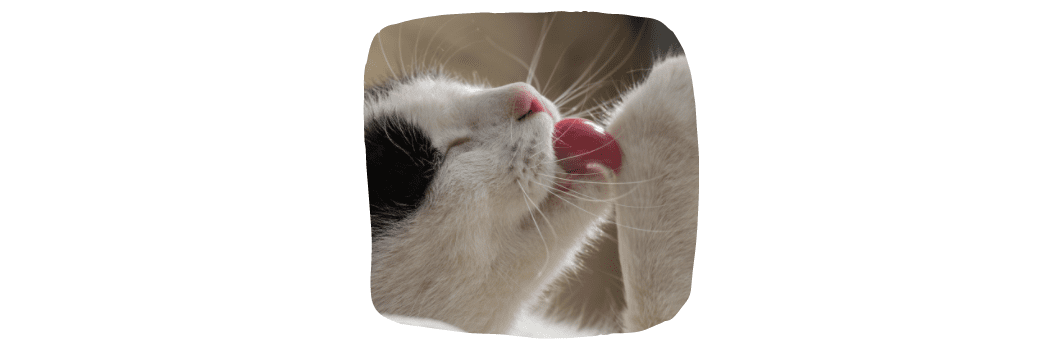 cat licking it's paw