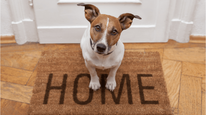 Find Responsible Buyers With Our Pet Rehoming Checklist