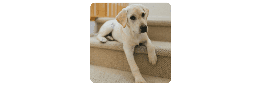 How To Train A New Puppy To Climb The Stairs