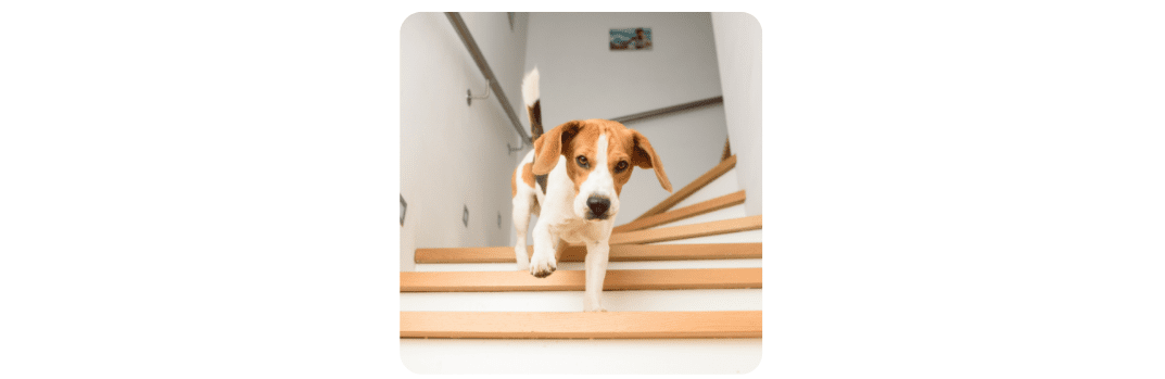 beagle going down the stairs