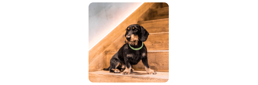 How To Train A New Puppy To Climb The Stairs