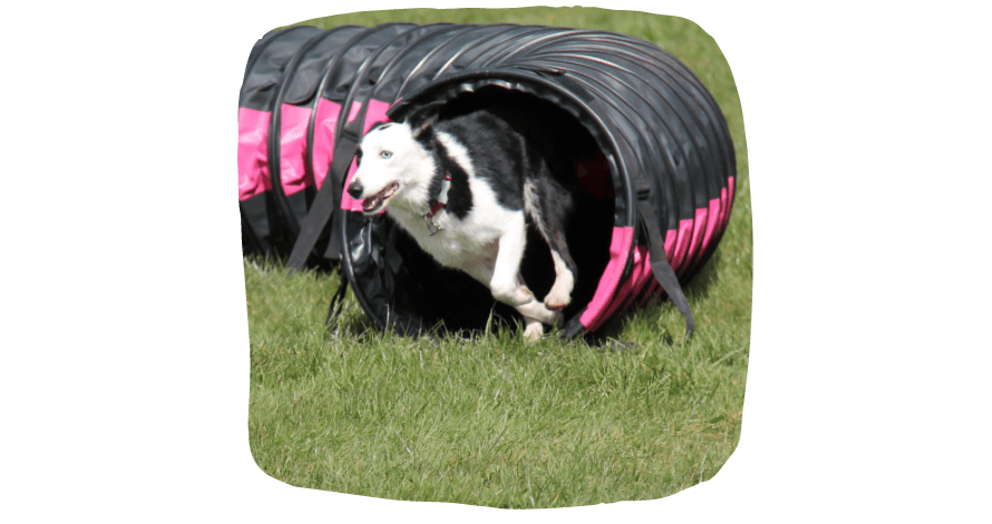 Dog Agility Course