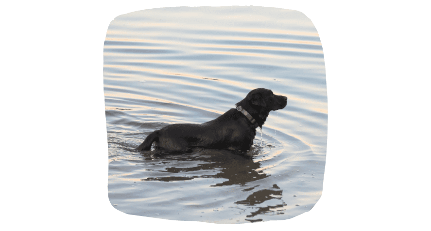 Puppy Time In Spring: Dog in River