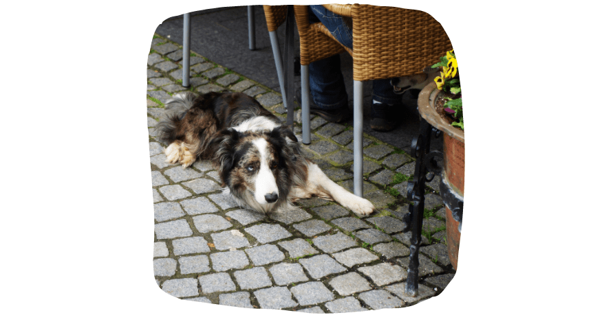 dog sat at a cafe