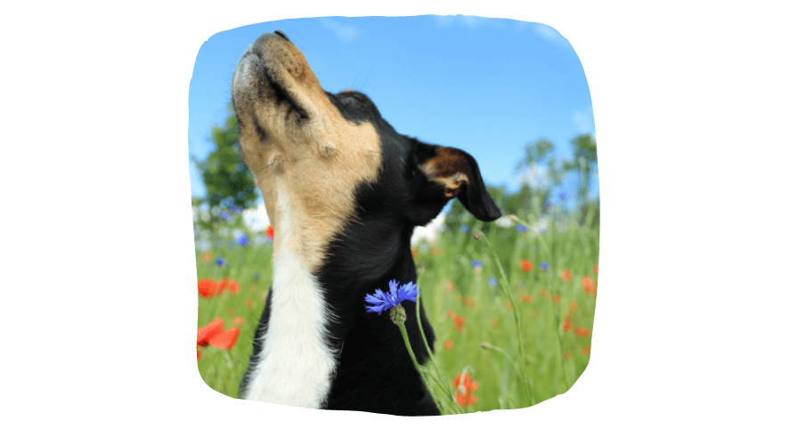 Puppy Time In Spring