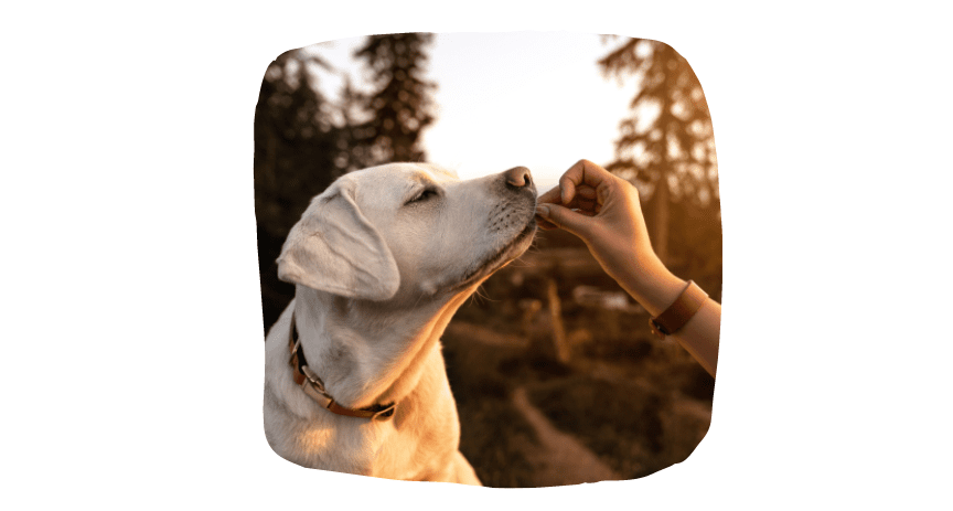 socialize your puppy - meet friends outdoors