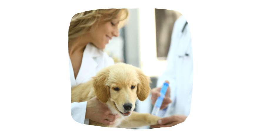 socialize your puppy - get them vaccinated first