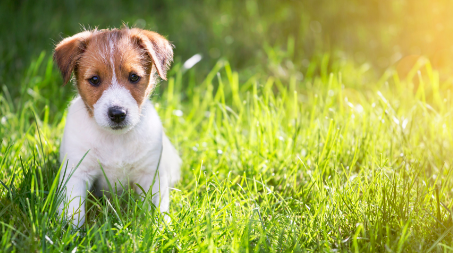 5 Ways To Socialize Your Puppy Before Lockdown Ends