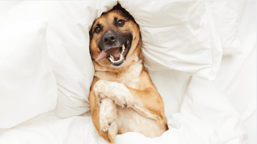 9 Tips To Make Your Dog Happy
