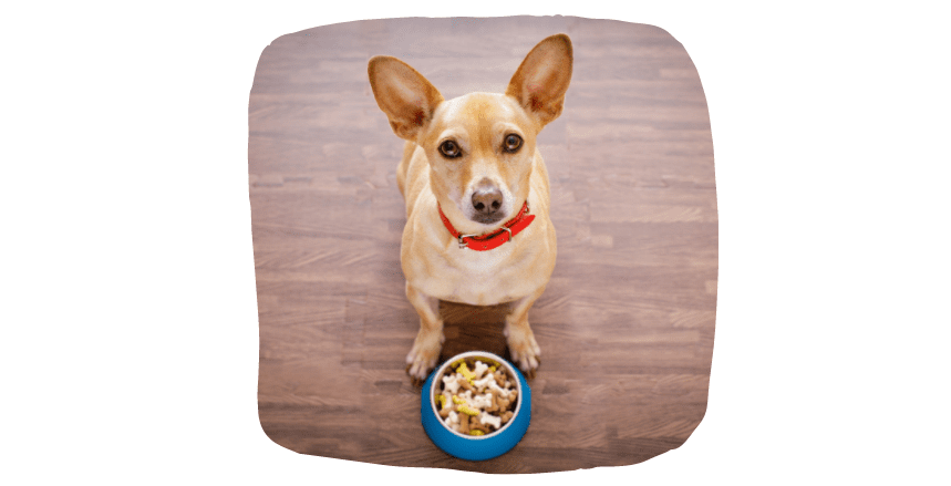 good food to make your dog happy