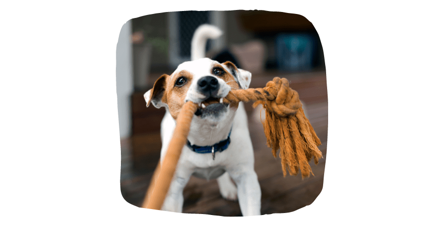 Fun Games to Play With Your Dog