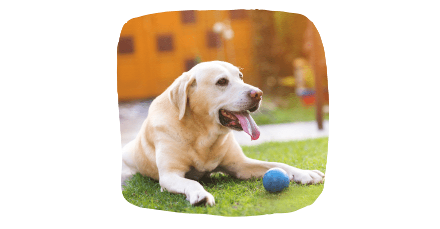 puppy playing catch