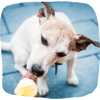 keep your dog cool with ice cream