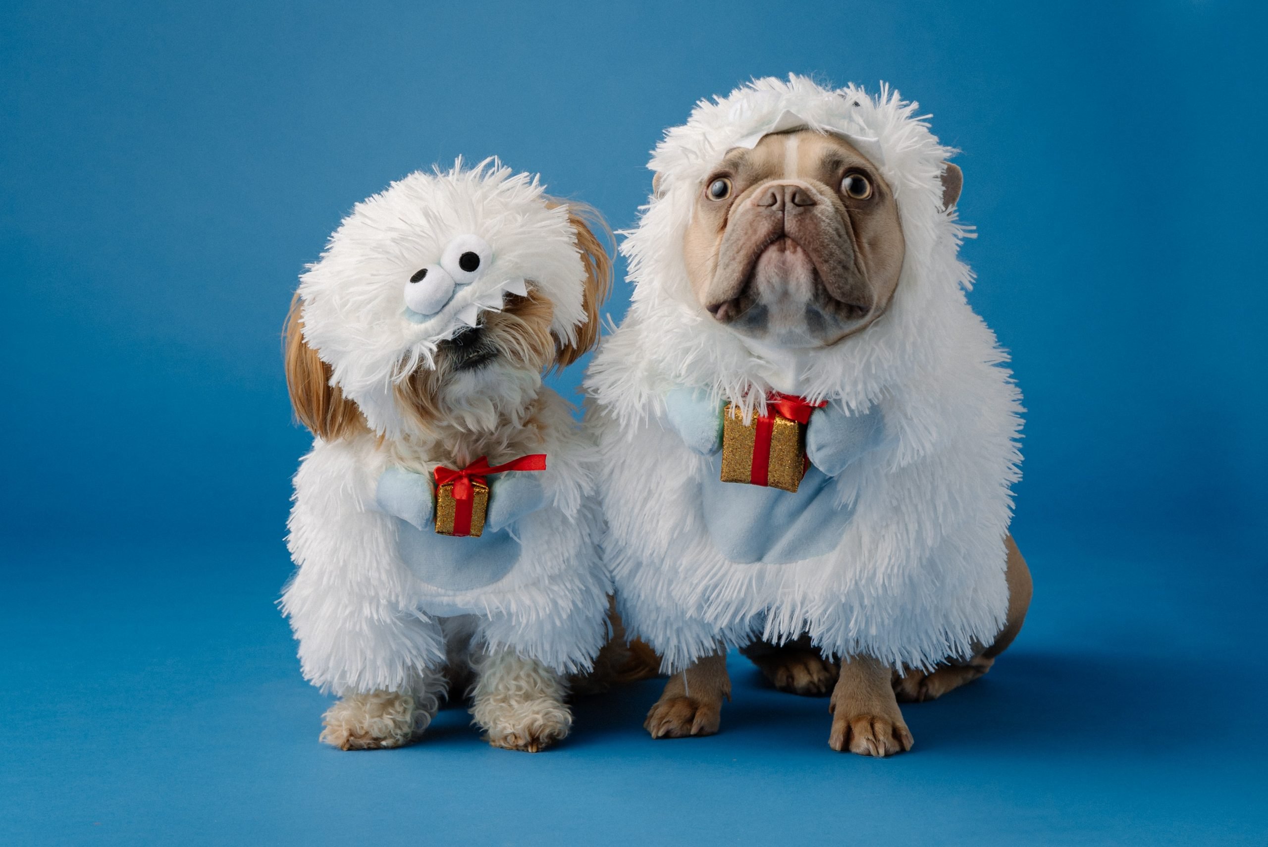 Dogs in best sale christmas costumes