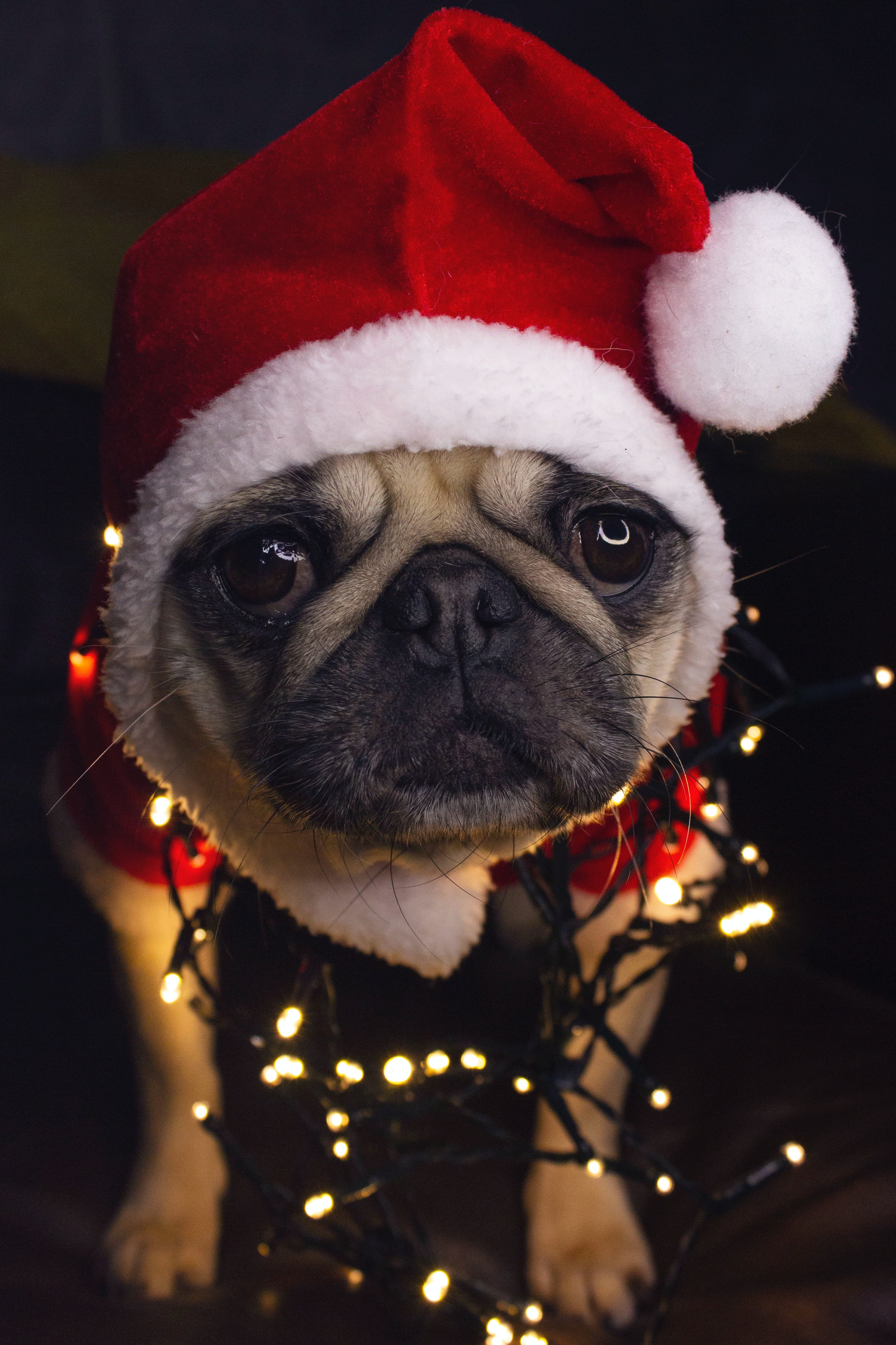 Mr and mrs sales claus dog costumes