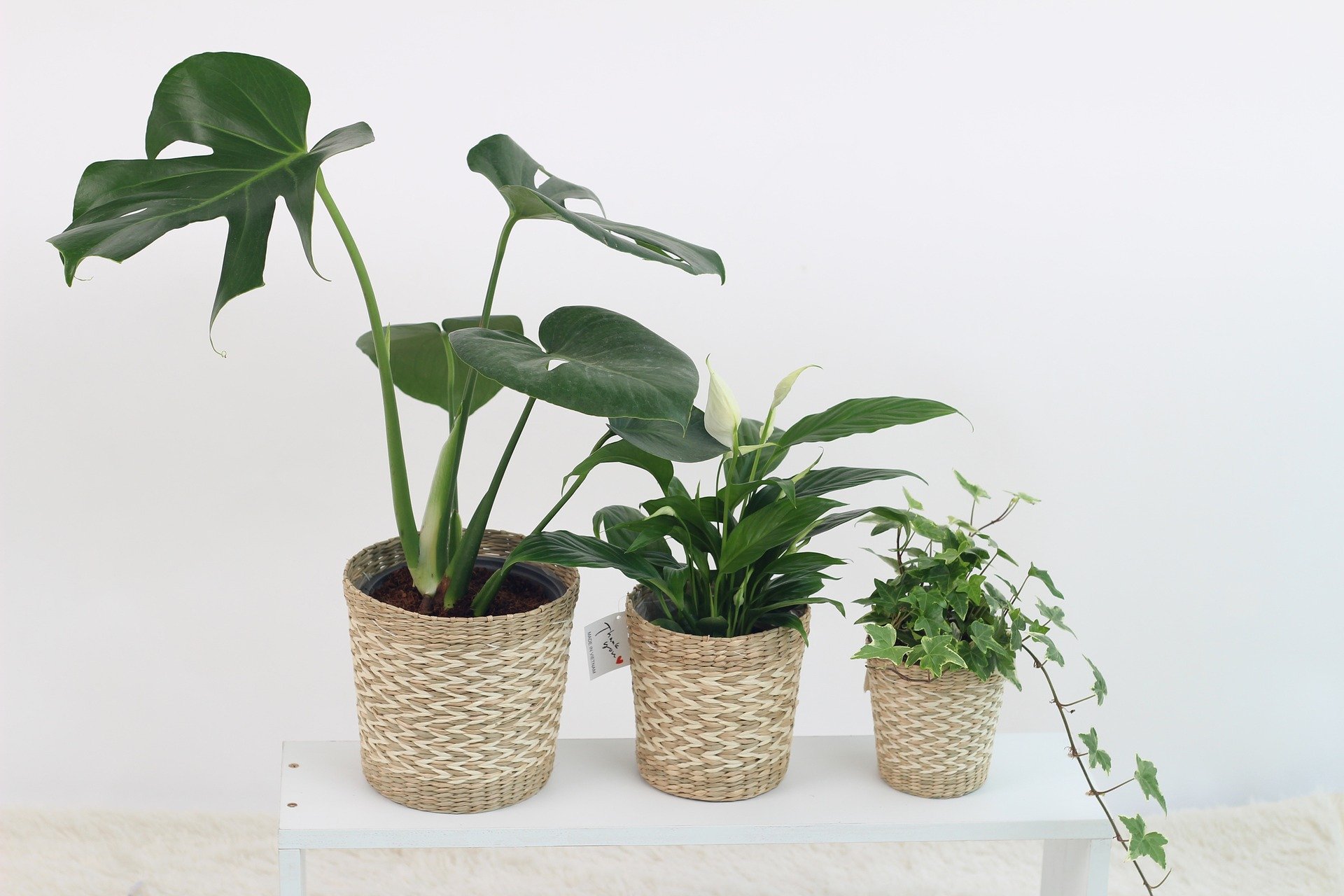 Top 5 Houseplants For Your Living Room