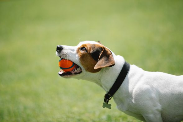 Money Saving Tips For Pet Owners As Living Costs Rise