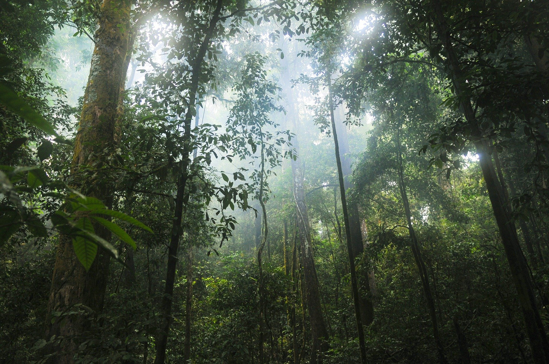 Place An Advert And We'll Plant A Tree, with (more:trees)