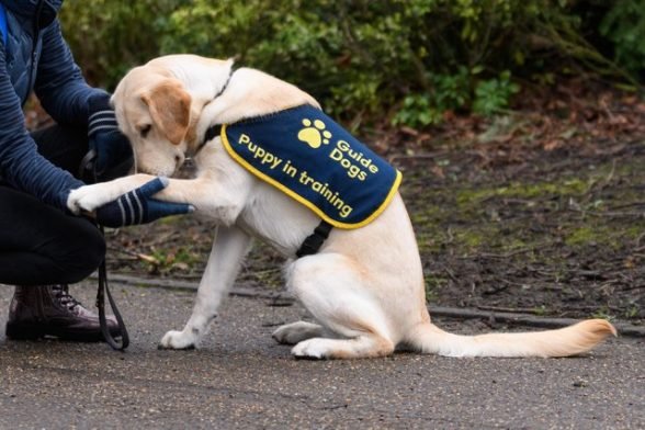 International Guide Dog Day 2022