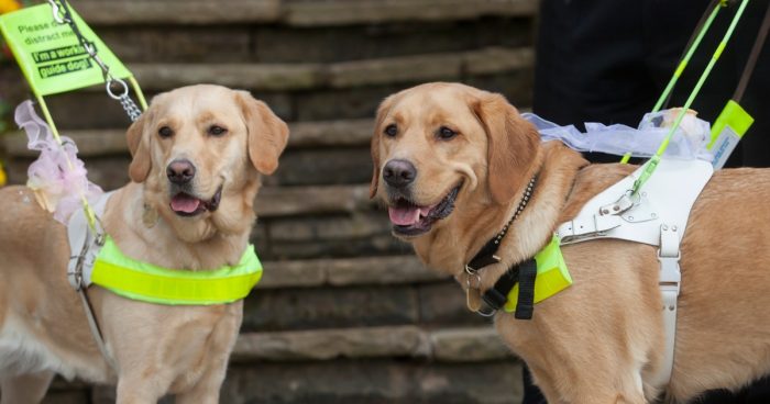 how long does it take to train guide dogs