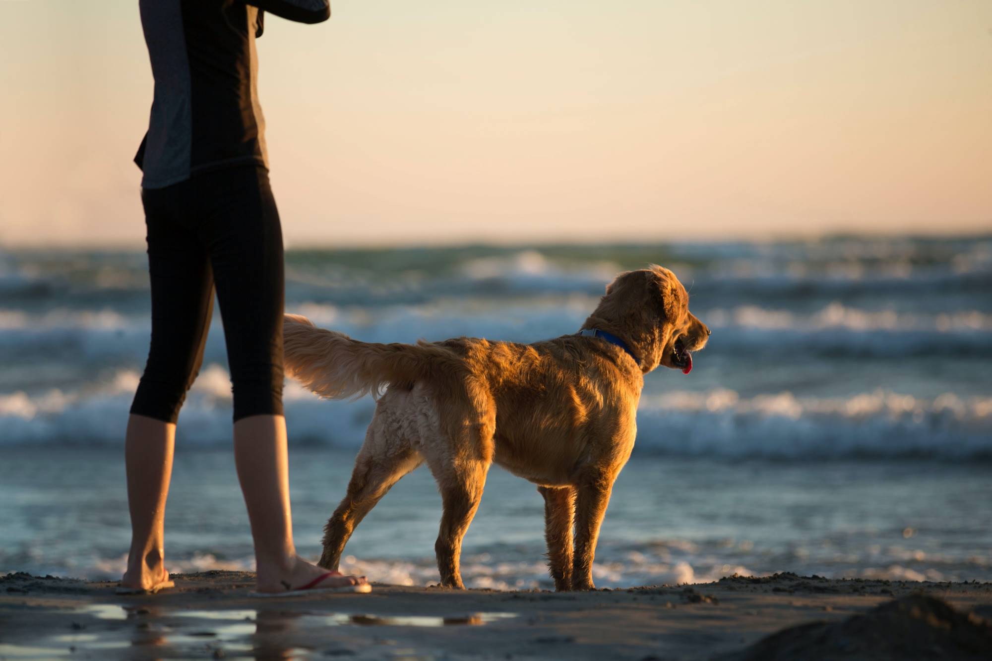 UK’s Most Instagrammable Dog-Friendly Beaches Ranked