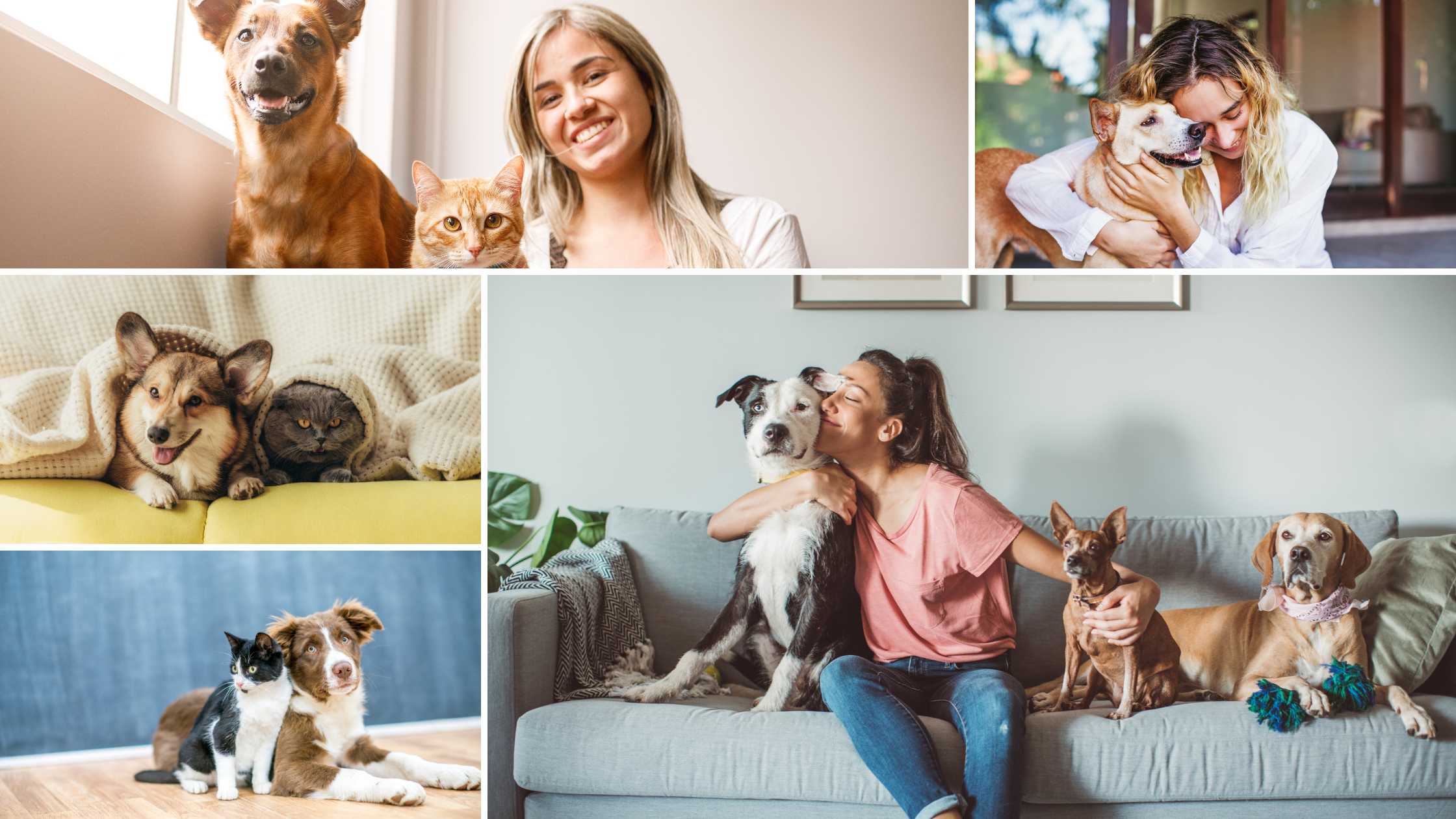 how pets can positively impact your life