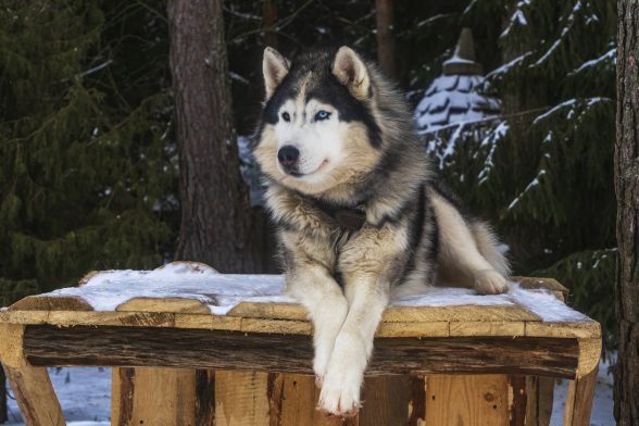 Dog Breed Guide: Alaskan Malamute