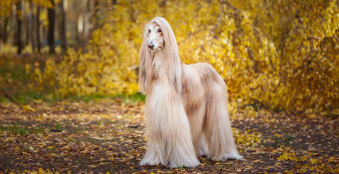 Dog Breed Guides: The Afghan Hound